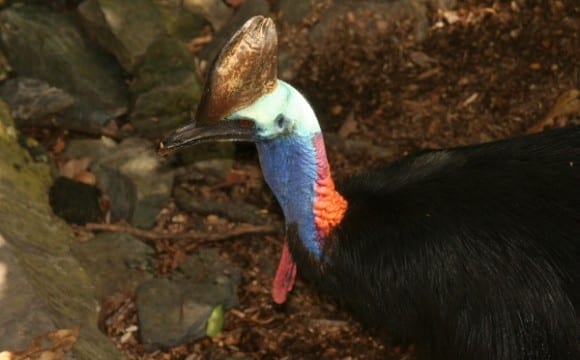 Cassowary Όμορφο αλλά εξαιρετικά  επικίνδυνο